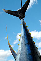 cozumel sportfishing
